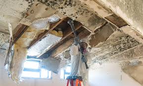 Professional Mold Inspection in High Bridge, WA